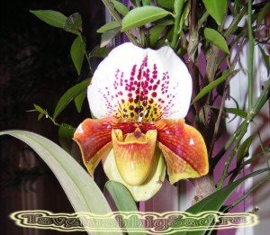 Орхидея Венерин башмачек