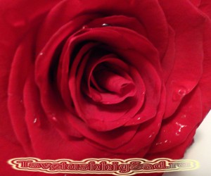 Роза красная в срезке после ванны