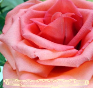 Розовая  роза