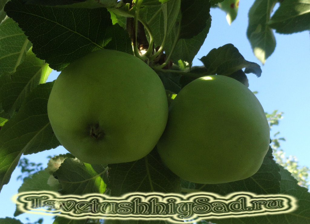 Яблоки с яблони выращенной из семян. Снимок сделан  в июле.