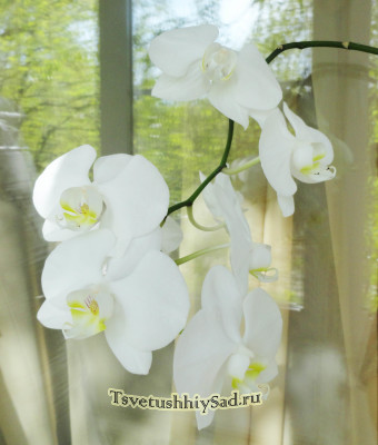 Та же орхидея, но без обработки стимулятором роста.