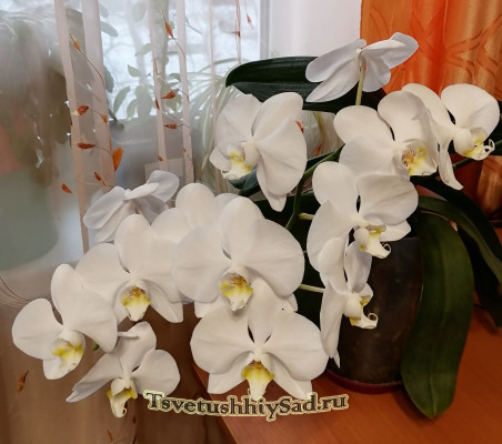 Орхидея обработанная стимулятором роста.